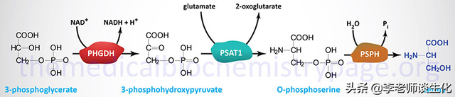 氨基酸的合成与必需氨基酸（一）