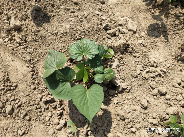 红薯膨大期施什么肥产量高？如何掌握施肥的技巧？