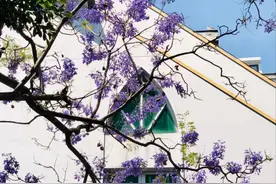 大V推荐 | 大根路，我眼中迷人的花路图片