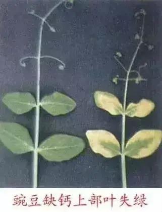 銆屽啘鍖栫鏅€嶆鐗╃己绱犲師鍥犲強 妞嶇墿缂虹礌鐥囩姸瀵圭収琛? onerror=