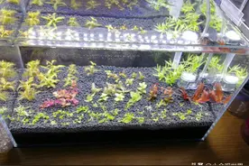 成景后美翻你的荷兰景：开缸荷兰景，挑战桌面小缸！图片
