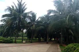 占地上千亩的海南万绿园，热带园林风光，天然氧吧图片