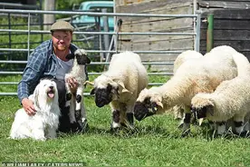 生来是牧羊犬却完全不会放羊，狗狗被羊当成同胞，玩得超开心图片