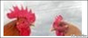 「中考·生物」冲刺中考，初中生物100道高频易错题！附答案~