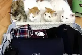 男子收拾行李，回头一看发现行李箱已满，猫：别想丢下我们图片