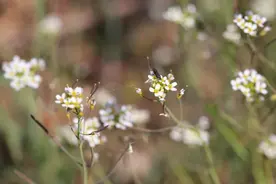 藏文科普 | 拟南芥：十字小花破译植物密码图片