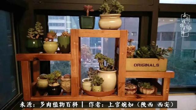 一入肉坑深似海之，我与多肉的不解之缘