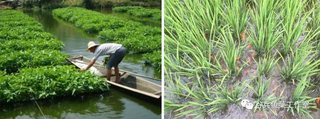 鱼菜共生植物缺素新认知 汇总