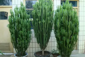 龙骨怎么养？看看我的龙骨都养成了‘树’，都夸我养得好图片