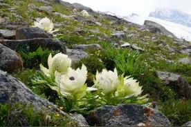 新疆的“天山雪莲”，长成1棵要8年，价值珍贵，1朵就要上千上万图片