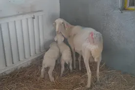 萌萌哒！青河县首对湖羊双胞胎宝宝满月啦图片