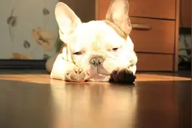 狗狗吐了怎么办？这份呕吐情况大全你一定要收藏图片