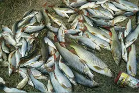 野河实战，总结战法，如何比同路钓友钓的多？图片