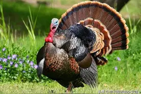 名叫火鸡却不火，传入中国那么多年，为何上不去百姓的餐桌图片