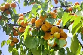 沙河“金太阳甜杏采摘节”来了图片