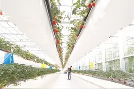 城乡齐绽幸福花——清苑区发展都市农业建设品质生活之城侧记图片