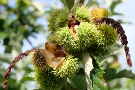 鹰手营子，小镇的烟火气图片