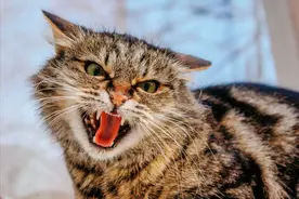 母猫交配完成后，为什么会满地打滚，甚至还要转头攻击公猫？图片