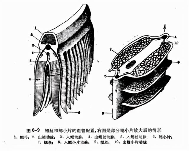 鱼鳞由什么组成