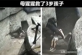 在“千钧一发”的危险情况下，被动物所拯救的10个人图片