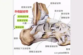 「解剖课程」人体解剖踝关节损伤丨韧带解剖及损伤图片