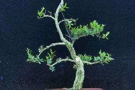 要想黄杨盆景美，春季怎样巧施肥？还要注意哪些管理？图片