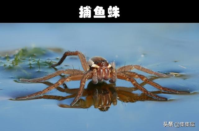 细数世界各地存在的10大奇怪的毒蜘蛛