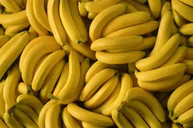 如此普通常见的香蕉，可能“又”要灭绝了，香蕉需要保护图片