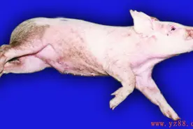 猪水肿病，快速解救妙招图片