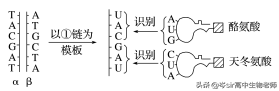 基因指导蛋白质的合成 高中生物重点知识梳理