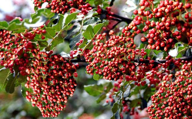 花椒树使用亿嘉果宝叶面肥增产15~30%