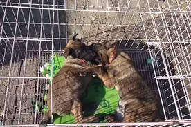 黑龙江：妈妈没了，三只小狗将被卖，狗狗们相互依偎：我们不分开图片