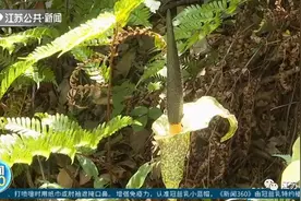 当心！这些路边植物有剧毒，千万不要采摘图片