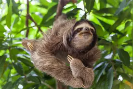 有超过50%的树懒，屎拉一半意外身亡，为啥它们还下树拉屎？图片