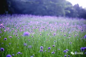 柳州雀儿山公园5000㎡紫色花海，惊艳来袭！图片