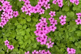 你在纪委监委反映的问题多长时间会办结图片