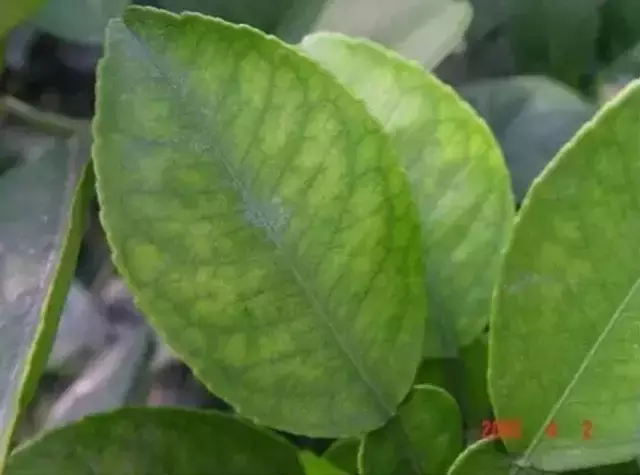 妞嶇墿缂虹礌鍘熷洜鍙婄己绱犵棁鐘跺鐓ц〃