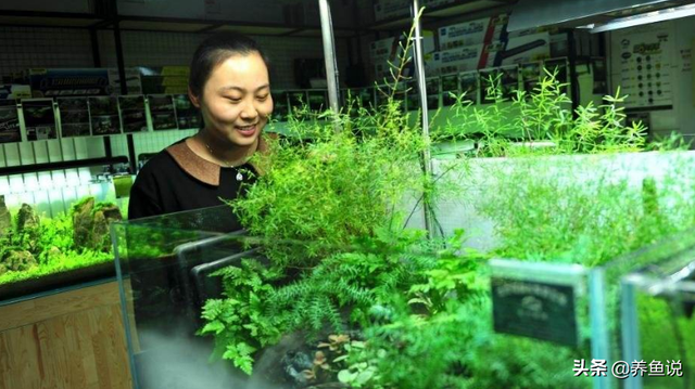 鱼缸里缺氧也能养的观赏鱼，鱼缸里缺氧有3种情况，2种处理方法