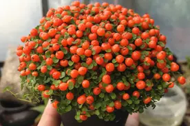 5种植物现在可以养，冬季满树小果子，整个冬天都很美图片