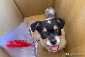 一只小土狗被救助时，脸上露出天真无邪的笑容图片
