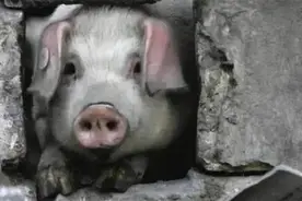 汶川地震时，被困36天的猪坚强，已在博物馆好吃好喝住了12年图片
