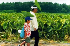 北野武拍这部《菊次郎的夏天》，只不过是为了治愈残破的童年啊图片