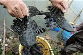 钓鱼人最恨的八种闹窝鱼，第三种清道夫最可恨，比白条还气人图片