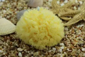 海绵这种最原始的海洋生物，是如何“摆脱”大脑的？图片