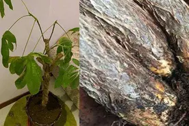 发财树是很好养的一种室内盆栽，教你一些实用的技巧图片