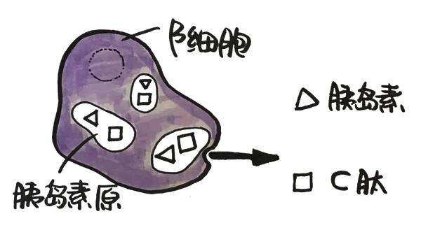 蛋白质大学问，天天都在谈的蛋白质，今天就来认识下