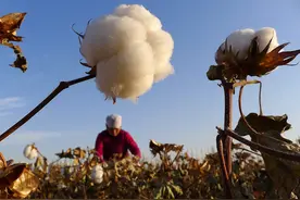 新疆棉花有什么来头？已有千年历史，自古质优图片