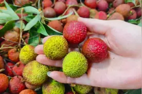 买荔枝，挑“红壳”还是“青壳”？水果贩子不小心透露，3买3不买图片