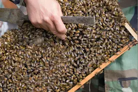 蜜蜂起了雄蜂是不是要分蜂？老蜂农：起雄蜂有五种原因图片