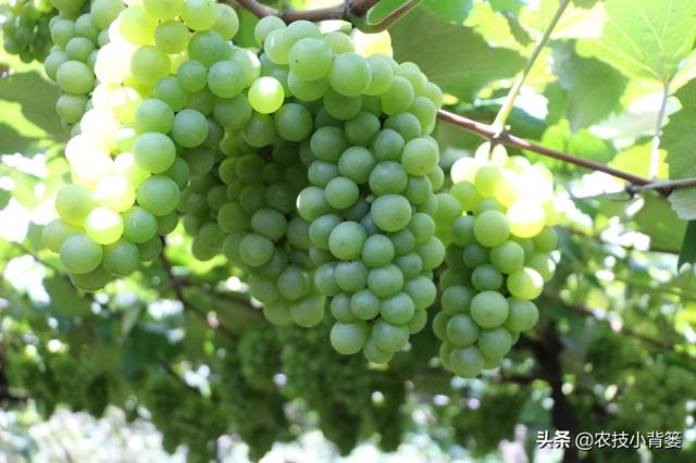 葡萄大小粒，产量品质双降低！7种诱发原因、8种防治方法记心底